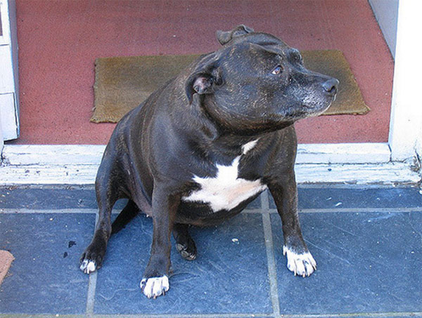 Black and white dog on floor looking for food