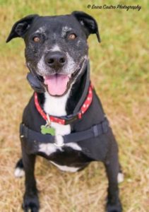 A vibrant dog park bathed in sunlight features abundant greenery with mature trees, offering ample shade for leisurely outdoor activities. In the distance is a well-equipped playground that presents an additional activity area. An inviting picnic table spreads out nearby, ideal for enjoying meals al fresco or taking relaxing breaks from play. A neatly-placed trash bin aids in maintaining the park's cleanliness for everyone's enjoyment. Dominating the scene is a generously wide dirt path gracefully curving through the expanse of grass, promising exploratory walks and lively fetch games.