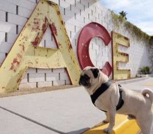 A vibrant dog park bathed in sunlight features abundant greenery with mature trees, offering ample shade for leisurely outdoor activities. In the distance is a well-equipped playground that presents an additional activity area. An inviting picnic table spreads out nearby, ideal for enjoying meals al fresco or taking relaxing breaks from play. A neatly-placed trash bin aids in maintaining the park's cleanliness for everyone's enjoyment. Dominating the scene is a generously wide dirt path gracefully curving through the expanse of grass, promising exploratory walks and lively fetch games.