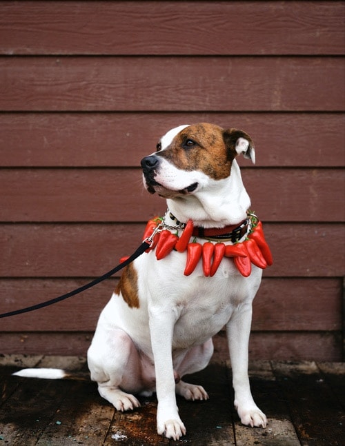 Dog in front of brick wall at Jameson Animal Rescue Ranch