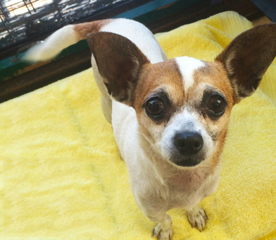 Cute senior dog on a yellow background from Muttville 