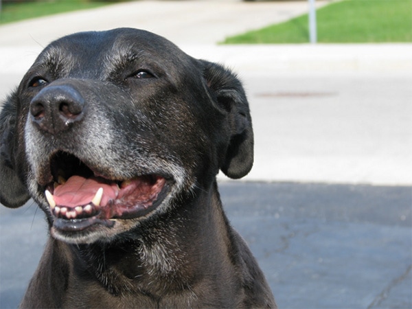 Handsome black senior dog