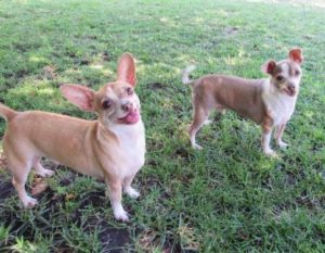 A vibrant dog park bathed in sunlight features abundant greenery with mature trees, offering ample shade for leisurely outdoor activities. In the distance is a well-equipped playground that presents an additional activity area. An inviting picnic table spreads out nearby, ideal for enjoying meals al fresco or taking relaxing breaks from play. A neatly-placed trash bin aids in maintaining the park's cleanliness for everyone's enjoyment. Dominating the scene is a generously wide dirt path gracefully curving through the expanse of grass, promising exploratory walks and lively fetch games.
