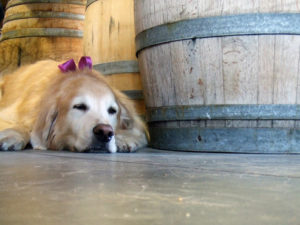 A vibrant dog park bathed in sunlight features abundant greenery with mature trees, offering ample shade for leisurely outdoor activities. In the distance is a well-equipped playground that presents an additional activity area. An inviting picnic table spreads out nearby, ideal for enjoying meals al fresco or taking relaxing breaks from play. A neatly-placed trash bin aids in maintaining the park's cleanliness for everyone's enjoyment. Dominating the scene is a generously wide dirt path gracefully curving through the expanse of grass, promising exploratory walks and lively fetch games.