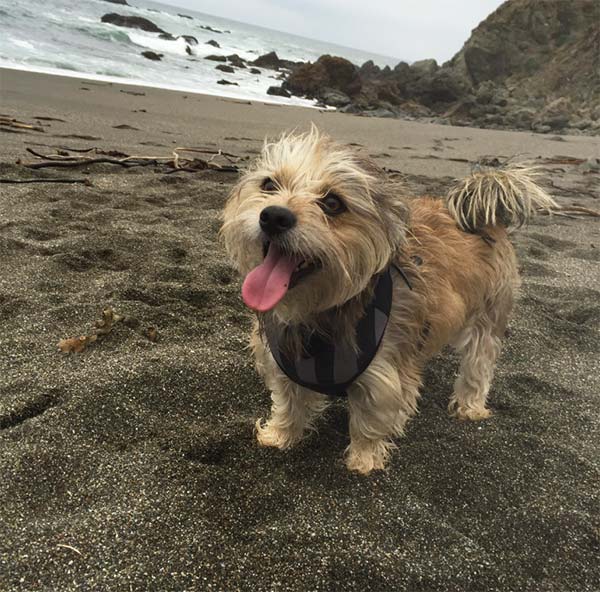 Dog next to Hideaways the Sea