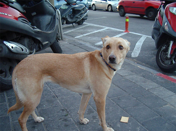 Yellow dog looking back at camera