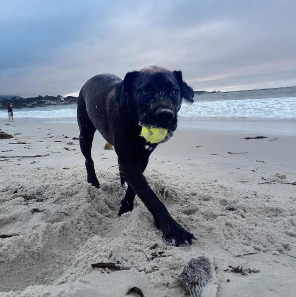 dog on leash-free Sand and Sea beach