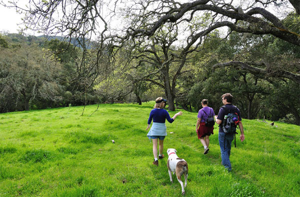 East Bay regional park meadow