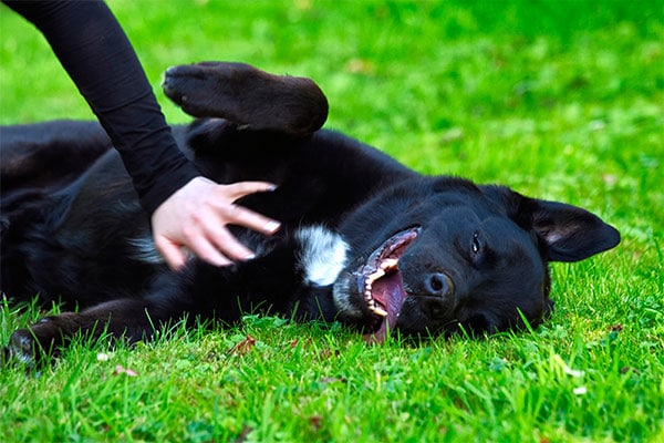 Black dog getting belly rub