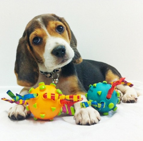 Puppy with an unsafe toy