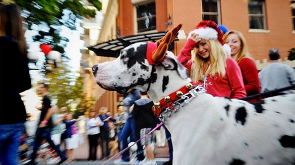 Dogs at the San Diego Strut