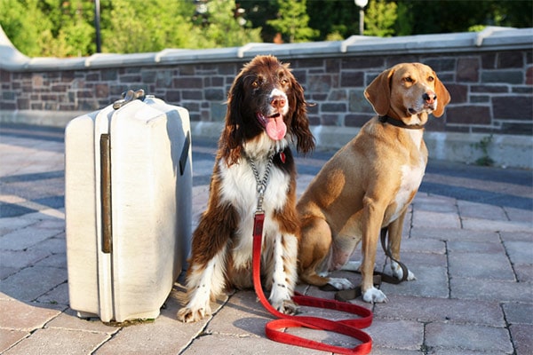 Two dogs sitting on a dock