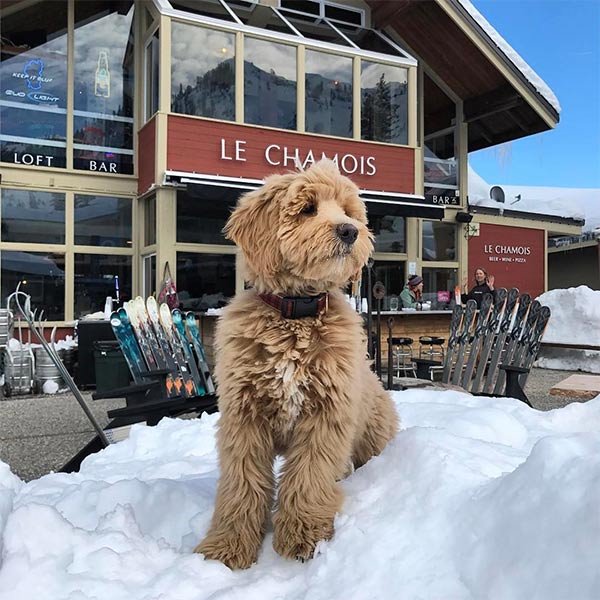 Dog in the snow and sunshine at Lake Tahoe