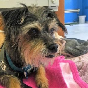 A vibrant dog park bathed in sunlight features abundant greenery with mature trees, offering ample shade for leisurely outdoor activities. In the distance is a well-equipped playground that presents an additional activity area. An inviting picnic table spreads out nearby, ideal for enjoying meals al fresco or taking relaxing breaks from play. A neatly-placed trash bin aids in maintaining the park's cleanliness for everyone's enjoyment. Dominating the scene is a generously wide dirt path gracefully curving through the expanse of grass, promising exploratory walks and lively fetch games.