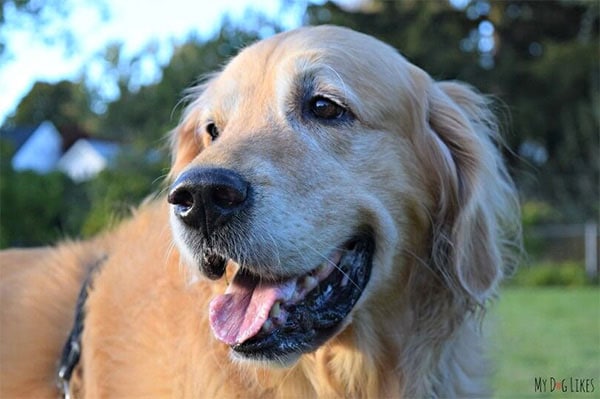 Big yellow senior dog