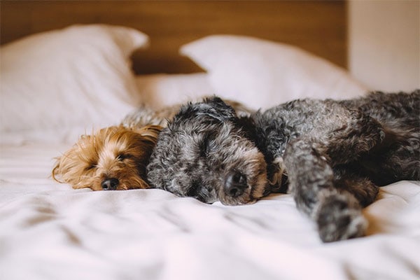 Dog snuggling on a  hotel room bed in Lake Tahoe