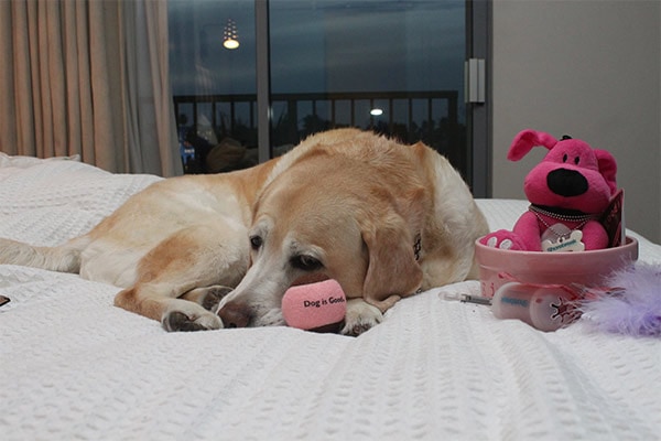 Dog snuggling up on a bed 