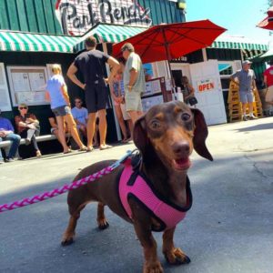 A vibrant dog park bathed in sunlight features abundant greenery with mature trees, offering ample shade for leisurely outdoor activities. In the distance is a well-equipped playground that presents an additional activity area. An inviting picnic table spreads out nearby, ideal for enjoying meals al fresco or taking relaxing breaks from play. A neatly-placed trash bin aids in maintaining the park's cleanliness for everyone's enjoyment. Dominating the scene is a generously wide dirt path gracefully curving through the expanse of grass, promising exploratory walks and lively fetch games.