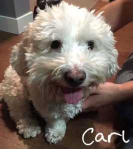 A vibrant dog park bathed in sunlight features abundant greenery with mature trees, offering ample shade for leisurely outdoor activities. In the distance is a well-equipped playground that presents an additional activity area. An inviting picnic table spreads out nearby, ideal for enjoying meals al fresco or taking relaxing breaks from play. A neatly-placed trash bin aids in maintaining the park's cleanliness for everyone's enjoyment. Dominating the scene is a generously wide dirt path gracefully curving through the expanse of grass, promising exploratory walks and lively fetch games.