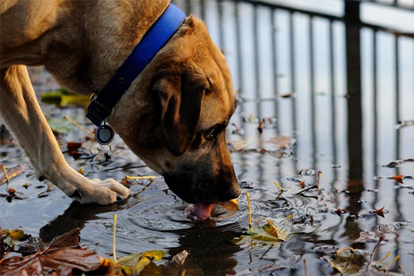 Dog eating something off the pavement