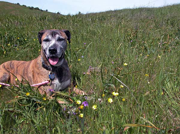 Dog in high grass