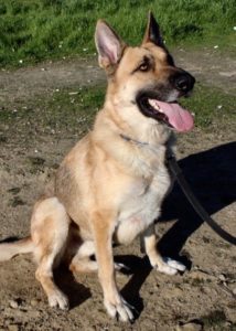 A vibrant dog park bathed in sunlight features abundant greenery with mature trees, offering ample shade for leisurely outdoor activities. In the distance is a well-equipped playground that presents an additional activity area. An inviting picnic table spreads out nearby, ideal for enjoying meals al fresco or taking relaxing breaks from play. A neatly-placed trash bin aids in maintaining the park's cleanliness for everyone's enjoyment. Dominating the scene is a generously wide dirt path gracefully curving through the expanse of grass, promising exploratory walks and lively fetch games.
