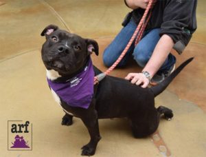 Black dog in purple bandana sits on floor, person behind with red leash. "Arf" Virginia logo in lower left corner.