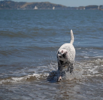 White dog on the beachj