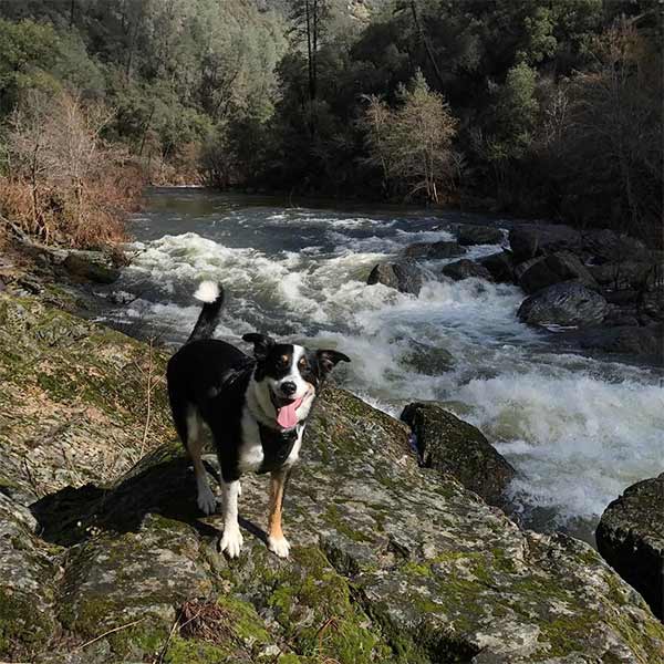 dog at the Mariposa County West entrance to Yosemite