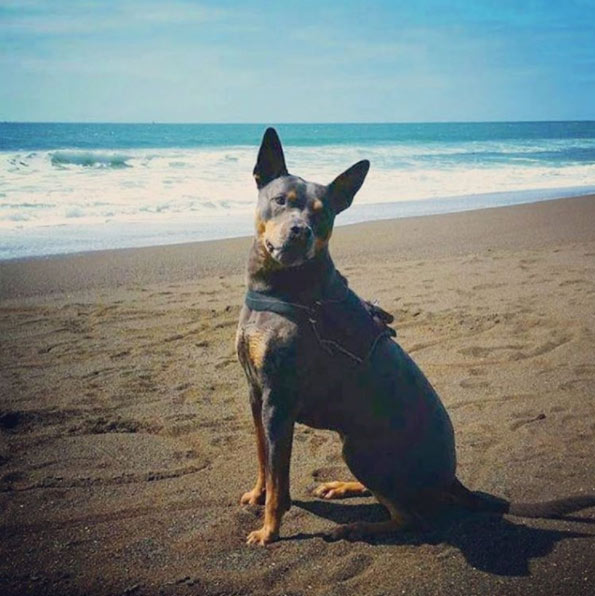 Dog off leash at Rodeo Beach 