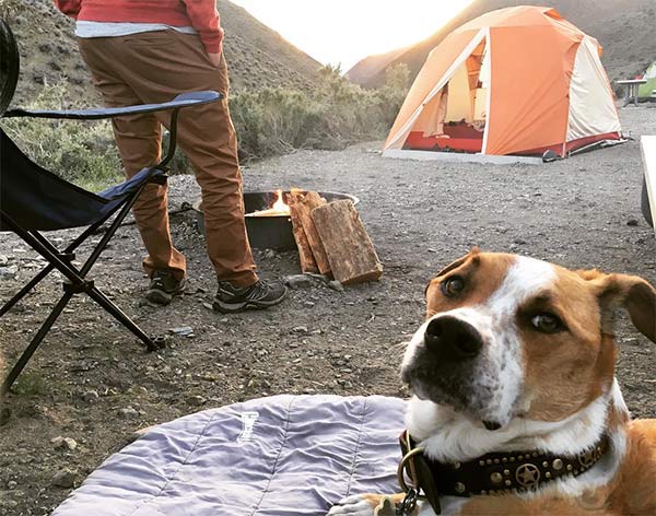 Dog on dog bed outside tent at campsite