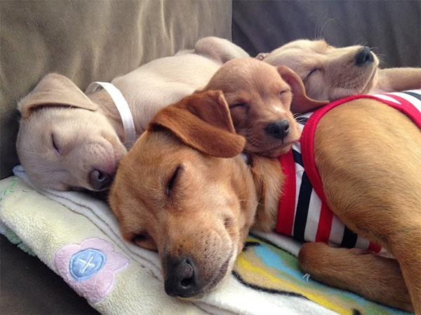 Dog taking a nap on bed at SPCA Monterey County