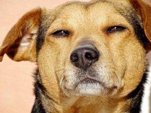 A vibrant dog park bathed in sunlight features abundant greenery with mature trees, offering ample shade for leisurely outdoor activities. In the distance is a well-equipped playground that presents an additional activity area. An inviting picnic table spreads out nearby, ideal for enjoying meals al fresco or taking relaxing breaks from play. A neatly-placed trash bin aids in maintaining the park's cleanliness for everyone's enjoyment. Dominating the scene is a generously wide dirt path gracefully curving through the expanse of grass, promising exploratory walks and lively fetch games.