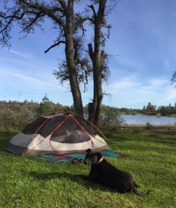 A vibrant dog park bathed in sunlight features abundant greenery with mature trees, offering ample shade for leisurely outdoor activities. In the distance is a well-equipped playground that presents an additional activity area. An inviting picnic table spreads out nearby, ideal for enjoying meals al fresco or taking relaxing breaks from play. A neatly-placed trash bin aids in maintaining the park's cleanliness for everyone's enjoyment. Dominating the scene is a generously wide dirt path gracefully curving through the expanse of grass, promising exploratory walks and lively fetch games.