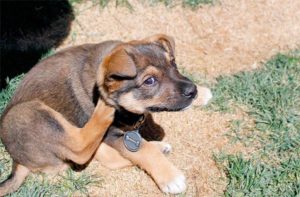 A vibrant dog park bathed in sunlight features abundant greenery with mature trees, offering ample shade for leisurely outdoor activities. In the distance is a well-equipped playground that presents an additional activity area. An inviting picnic table spreads out nearby, ideal for enjoying meals al fresco or taking relaxing breaks from play. A neatly-placed trash bin aids in maintaining the park's cleanliness for everyone's enjoyment. Dominating the scene is a generously wide dirt path gracefully curving through the expanse of grass, promising exploratory walks and lively fetch games.