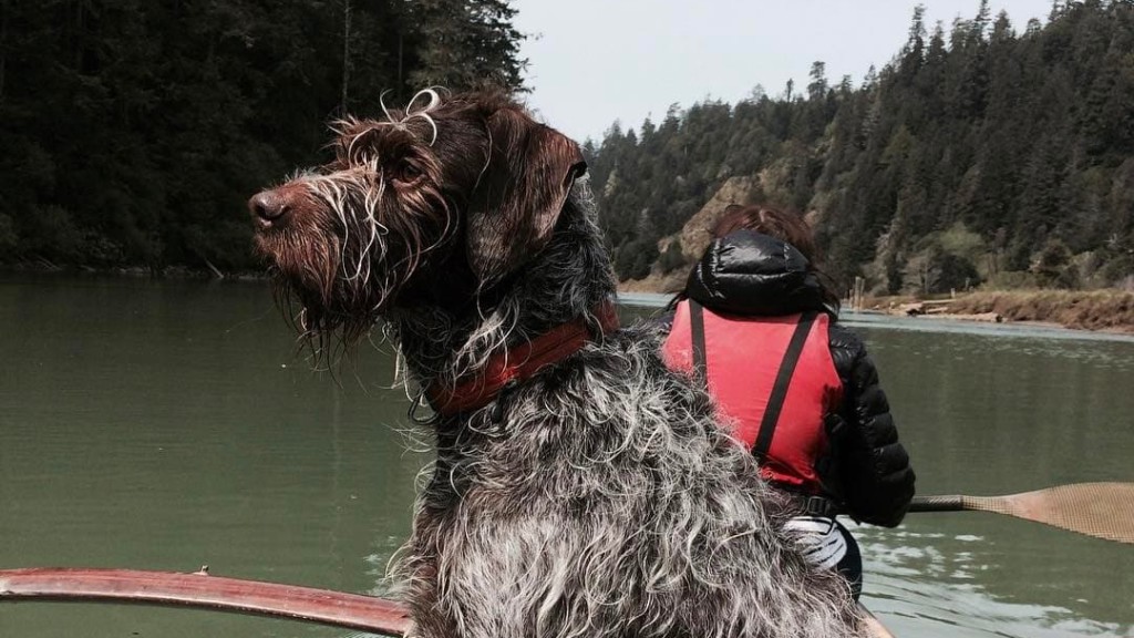 Dog with lifejacket