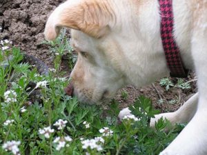 Dog with red and black collar sniffs soil next to green plants with small white flowers, a simple outdoor activity for dogs.