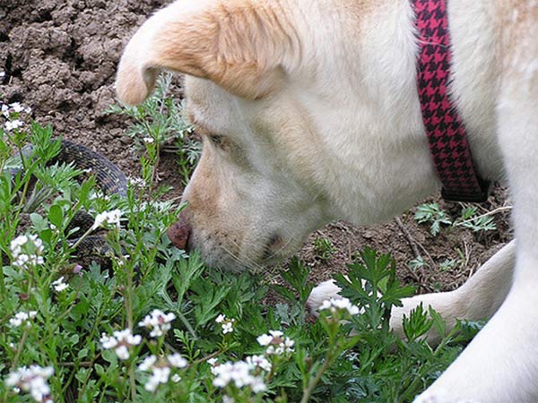 Dog looking at snake in the grass