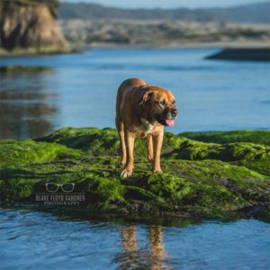 A vibrant dog park bathed in sunlight features abundant greenery with mature trees, offering ample shade for leisurely outdoor activities. In the distance is a well-equipped playground that presents an additional activity area. An inviting picnic table spreads out nearby, ideal for enjoying meals al fresco or taking relaxing breaks from play. A neatly-placed trash bin aids in maintaining the park's cleanliness for everyone's enjoyment. Dominating the scene is a generously wide dirt path gracefully curving through the expanse of grass, promising exploratory walks and lively fetch games.