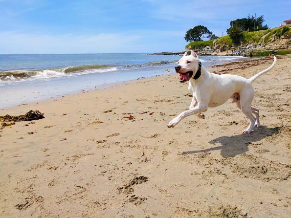 Dog running on the beach in Santa Cruz County