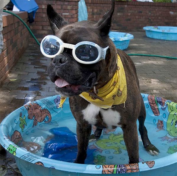 Dog wearing sunglasses