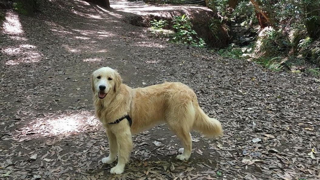 Marin County Open  space with dog