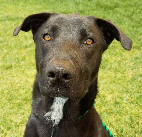 Handsome black  dog at Helen Woodward Animal Center