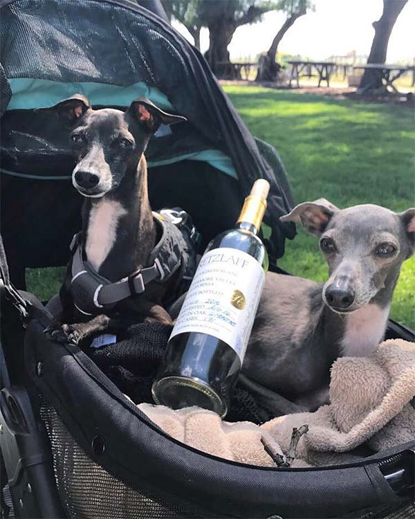 Wine bottle and dog in the Tri-Valley