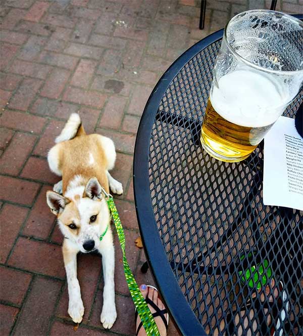 Dog looking at someone's latte