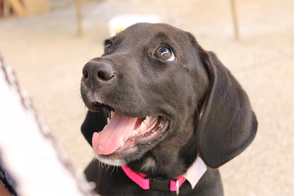 Dog with leash looking at person