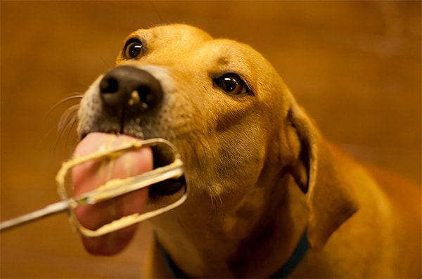 Dog reaching for kitchen countertop