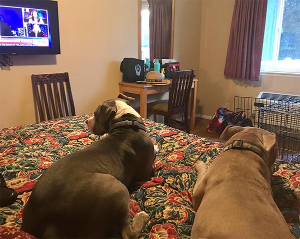 Pit Bull in hotel room