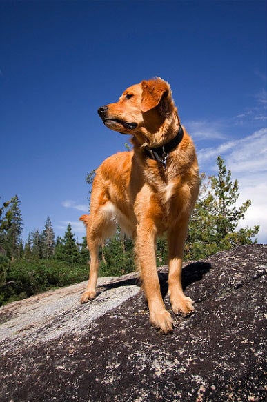 Dog looking for dinner in Calaveras County