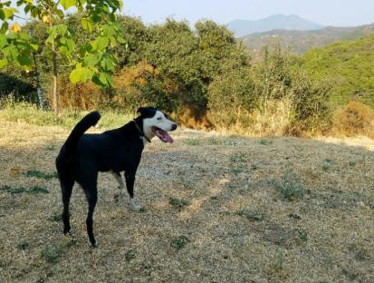 Dog at Orphan Dog Rrescue